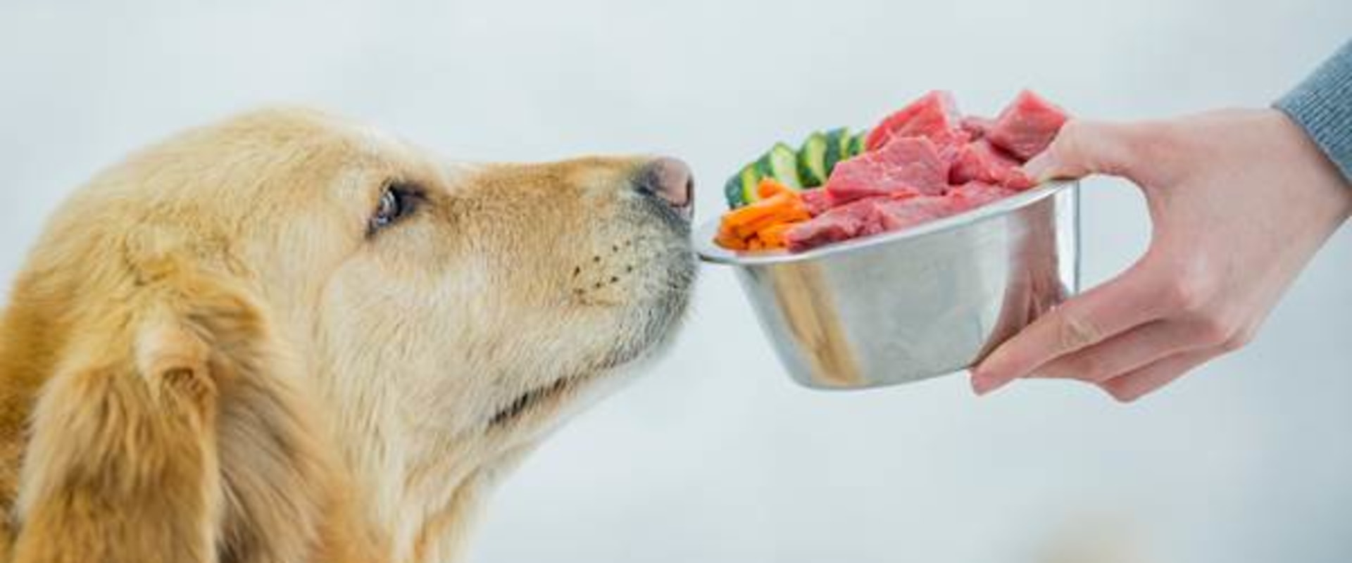 Healthiest Foods for Dogs: A Comprehensive Guide