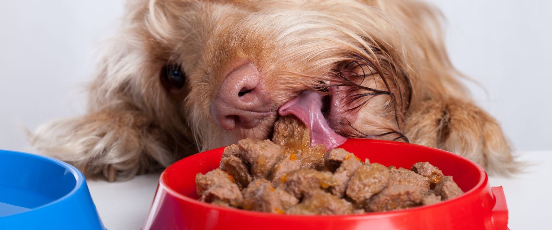 The Healthiest & Best Tasting Dry Dog Food for Your Furry Friend