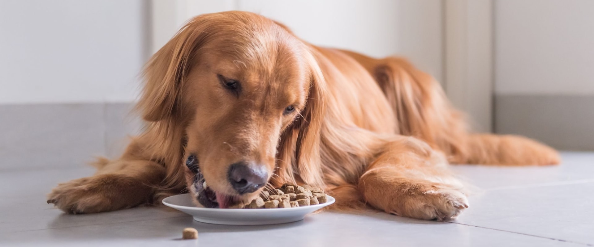 What is the Best Dog Food Brand?