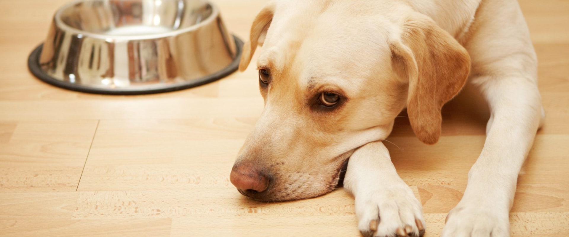 What Dog Food is Harming Our Furry Friends?