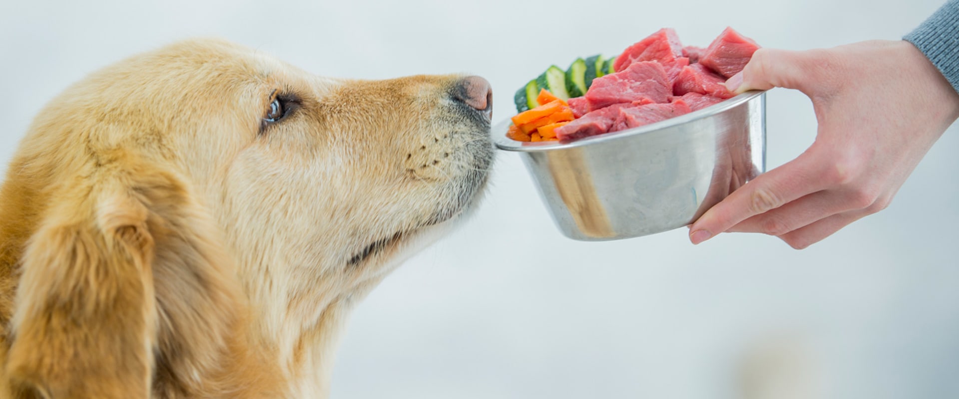 The Best and Healthiest Dog Food: A Comprehensive Guide