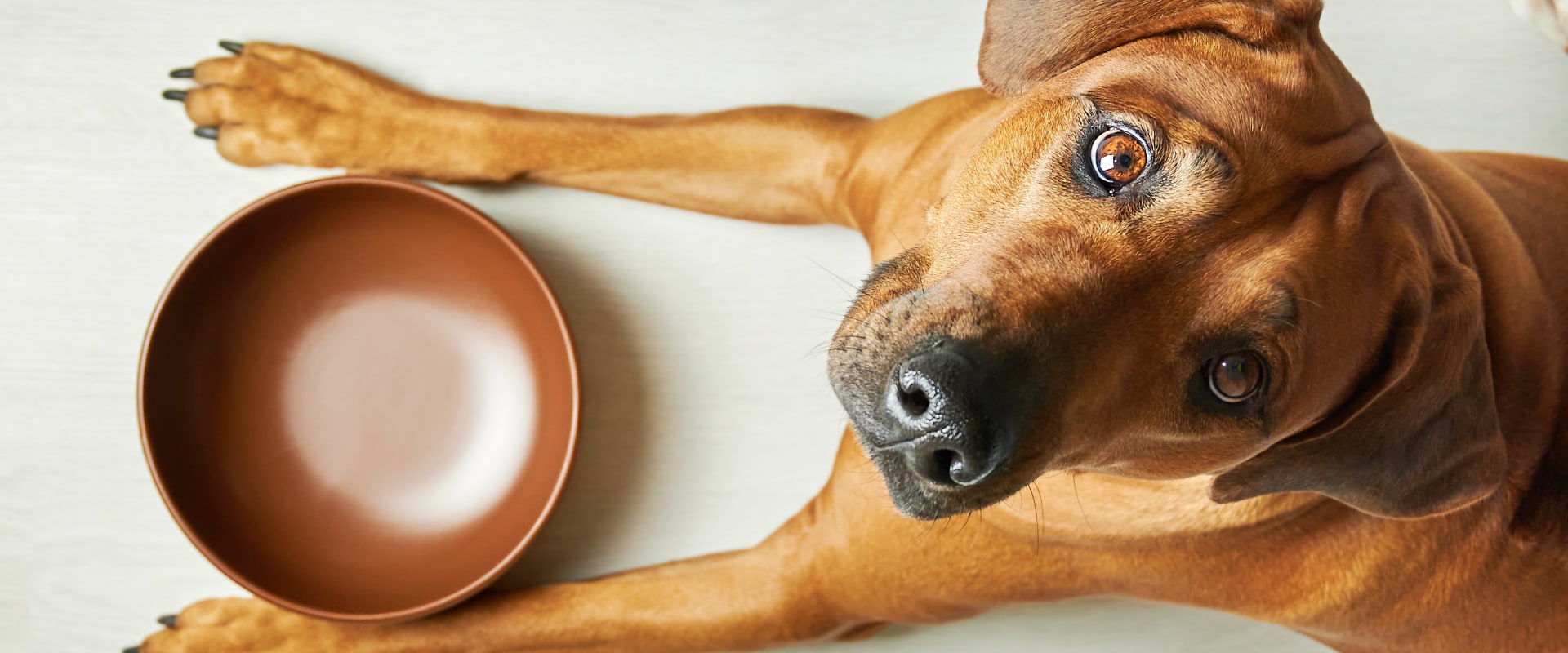 The Best Dry Dog Food Recommended by Veterinarians