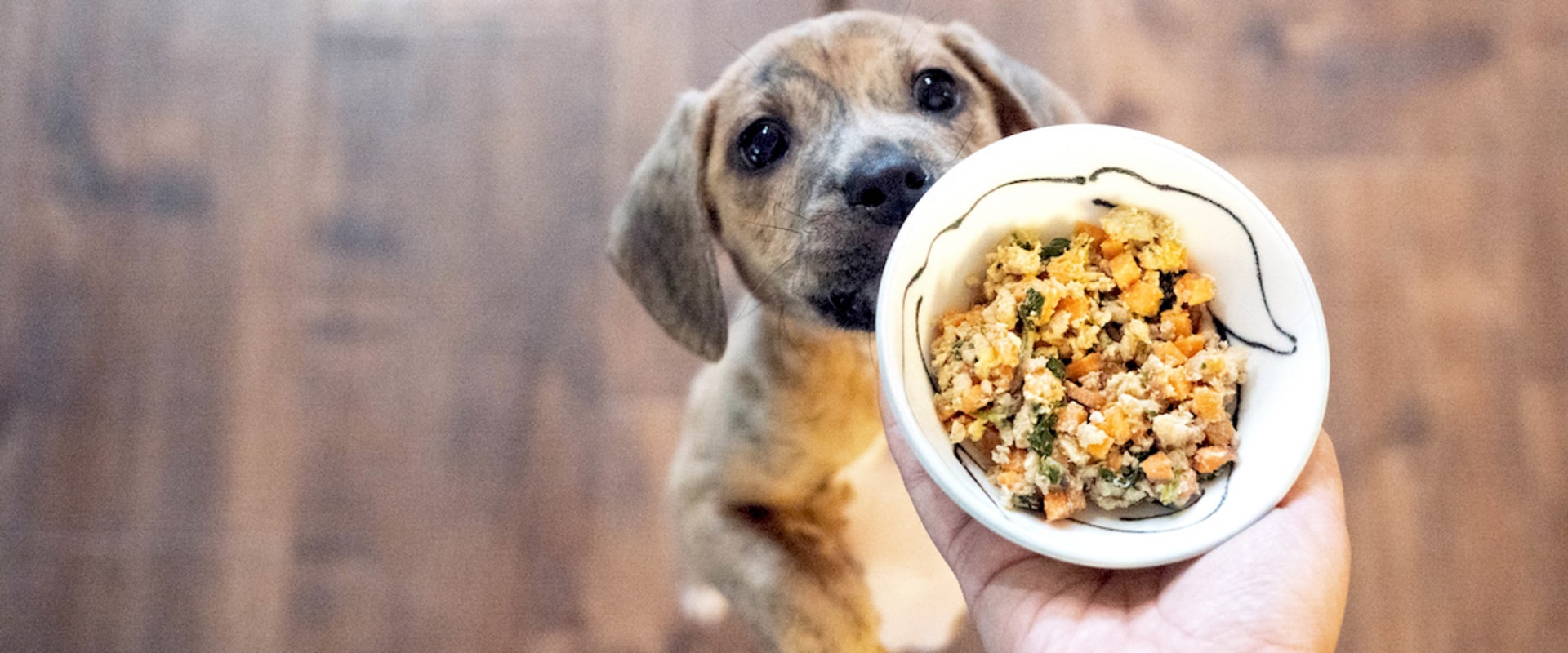 What is the Best Rated Dog Food?