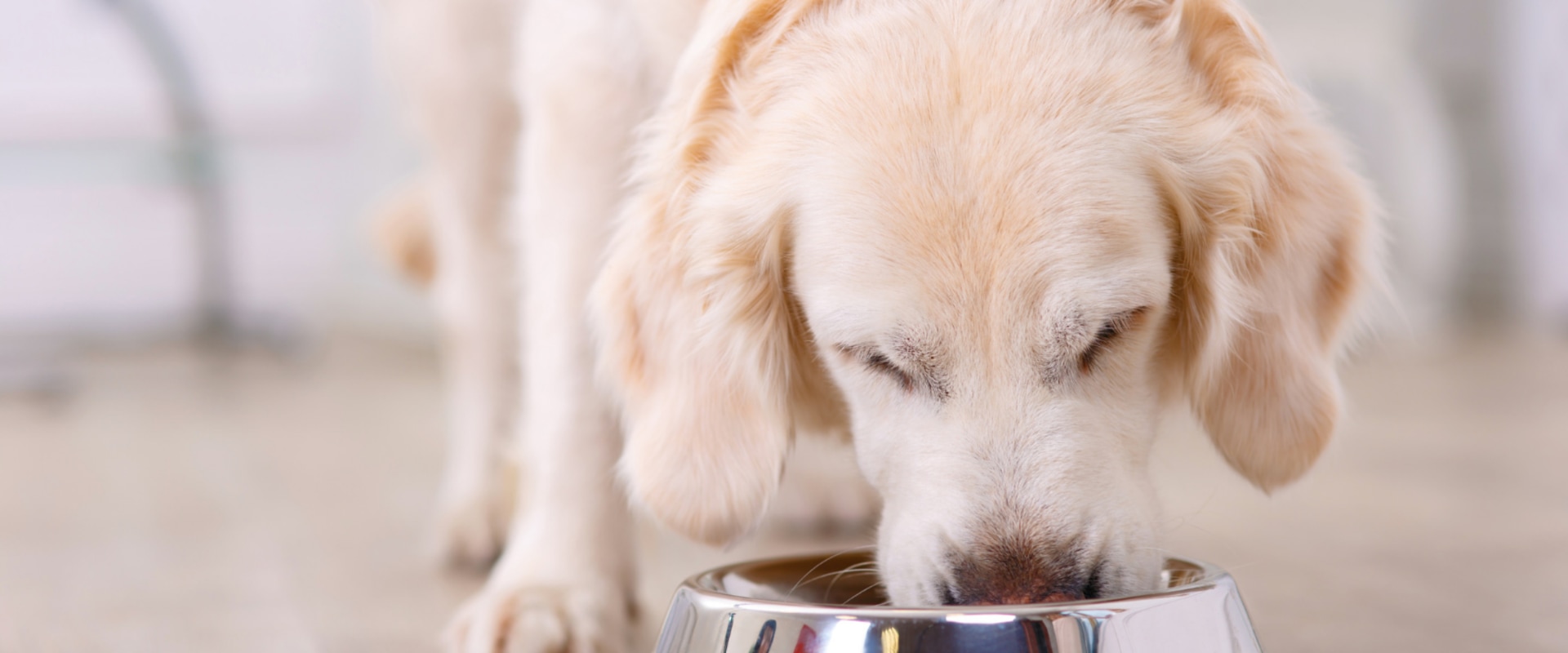 what-is-the-best-selling-dog-food