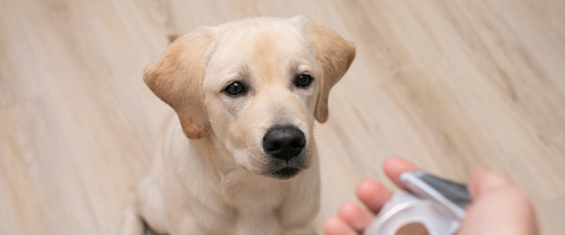 When Should You Start Giving Supplements to Your Dog?