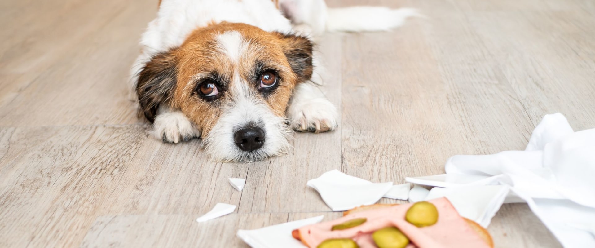 The 10 Most Toxic Foods You Should Never Give Your Dog