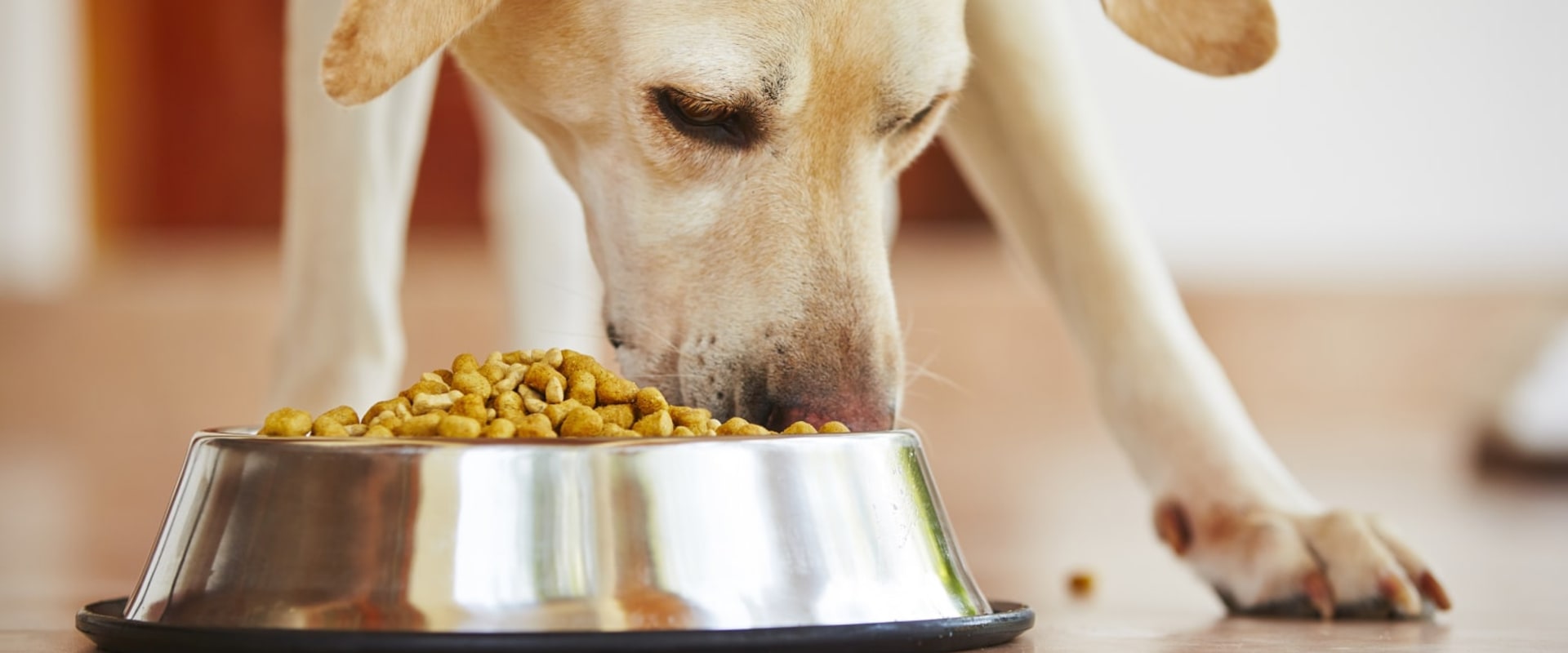 The Top Five Brands of Dry Dog Food Revealed