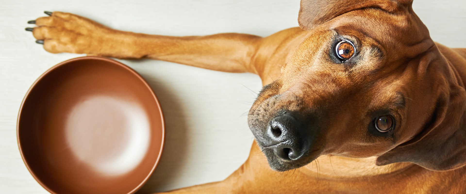 What Dog Foods Do Most Vets Recommend?