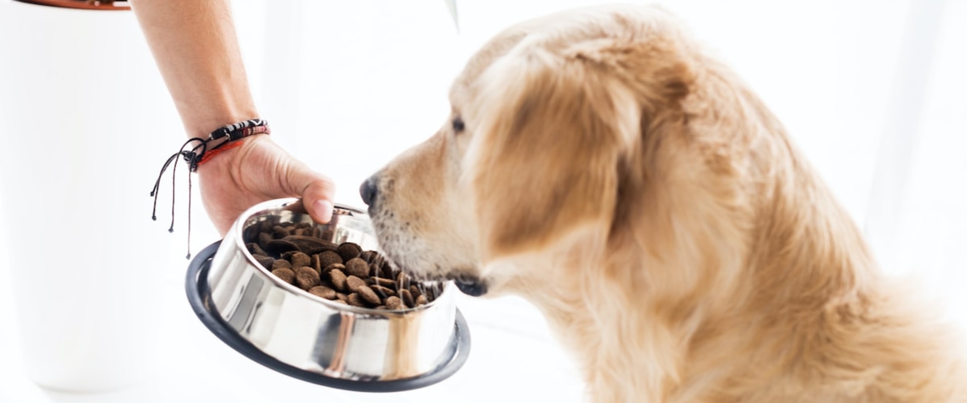 What is the Healthiest Dog Food for Your Pet?