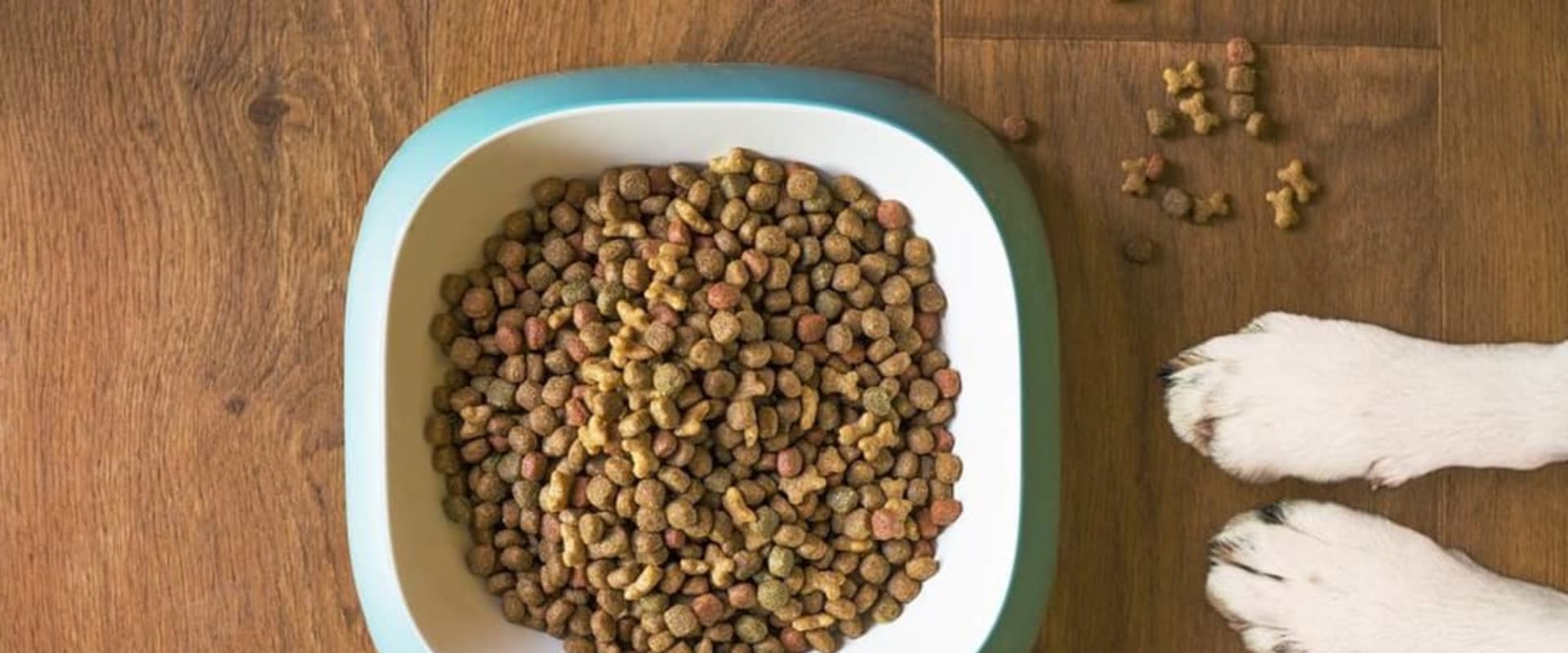 What Are the Different Types of Dog Food and Which Is Best?