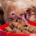 The Healthiest & Best Tasting Dry Dog Food for Your Furry Friend