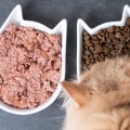 Why Do Vets Recommend Certain Pet Foods?