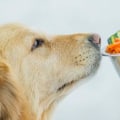What is the Healthiest Dog Food You Can Feed Your Dog?