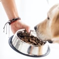 A Comprehensive Guide to the Different Types of Dog Food