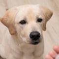 When Should You Start Giving Glucosamine to Your Dog?