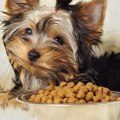 What is the Most Popular Type of Dog Food?