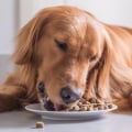 What is the Best Food for Dogs? An Expert's Guide