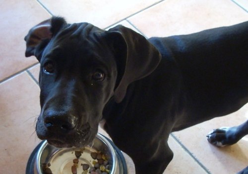 The Top 10 Best Dog Food Brands for Your Furry Friend