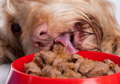 The Healthiest & Best Tasting Dry Dog Food for Your Furry Friend