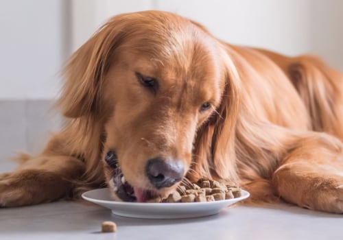 What is the Best Dog Food Brand?