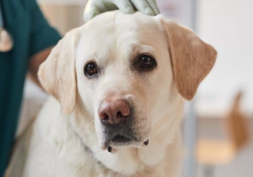Do Vets Get Paid to Recommend Certain Pet Foods?