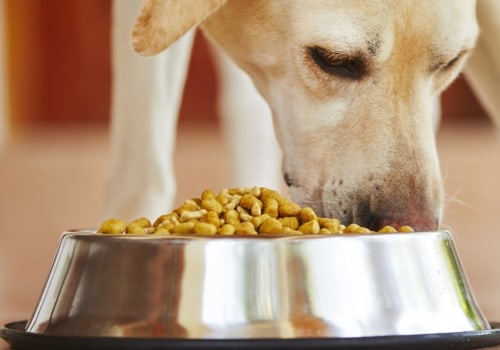 10 Ingredients to Avoid in Dog Food and the Best Brands to Choose