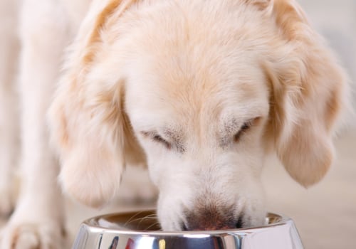 What is the Best Selling Dog Food?