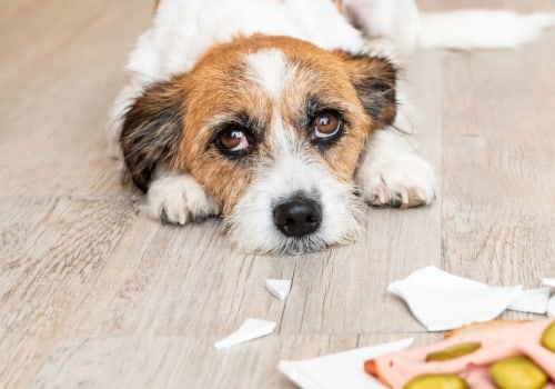 The 10 Most Toxic Foods You Should Never Give Your Dog