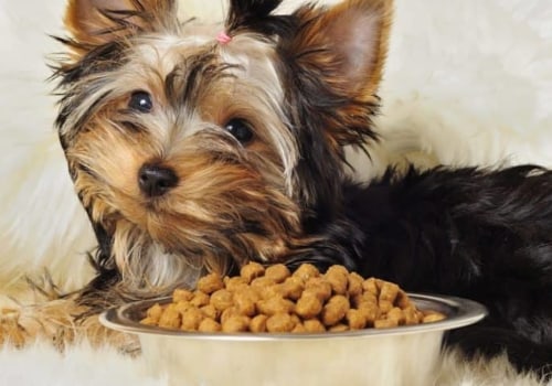 What is the Most Popular Type of Dog Food?