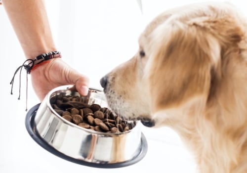 What is the Healthiest Dog Food for Your Pet?