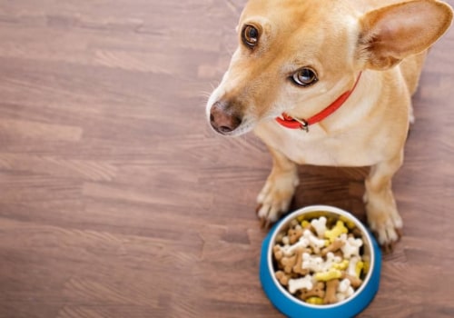 Why Veterinarians Recommend Certain Dog Foods
